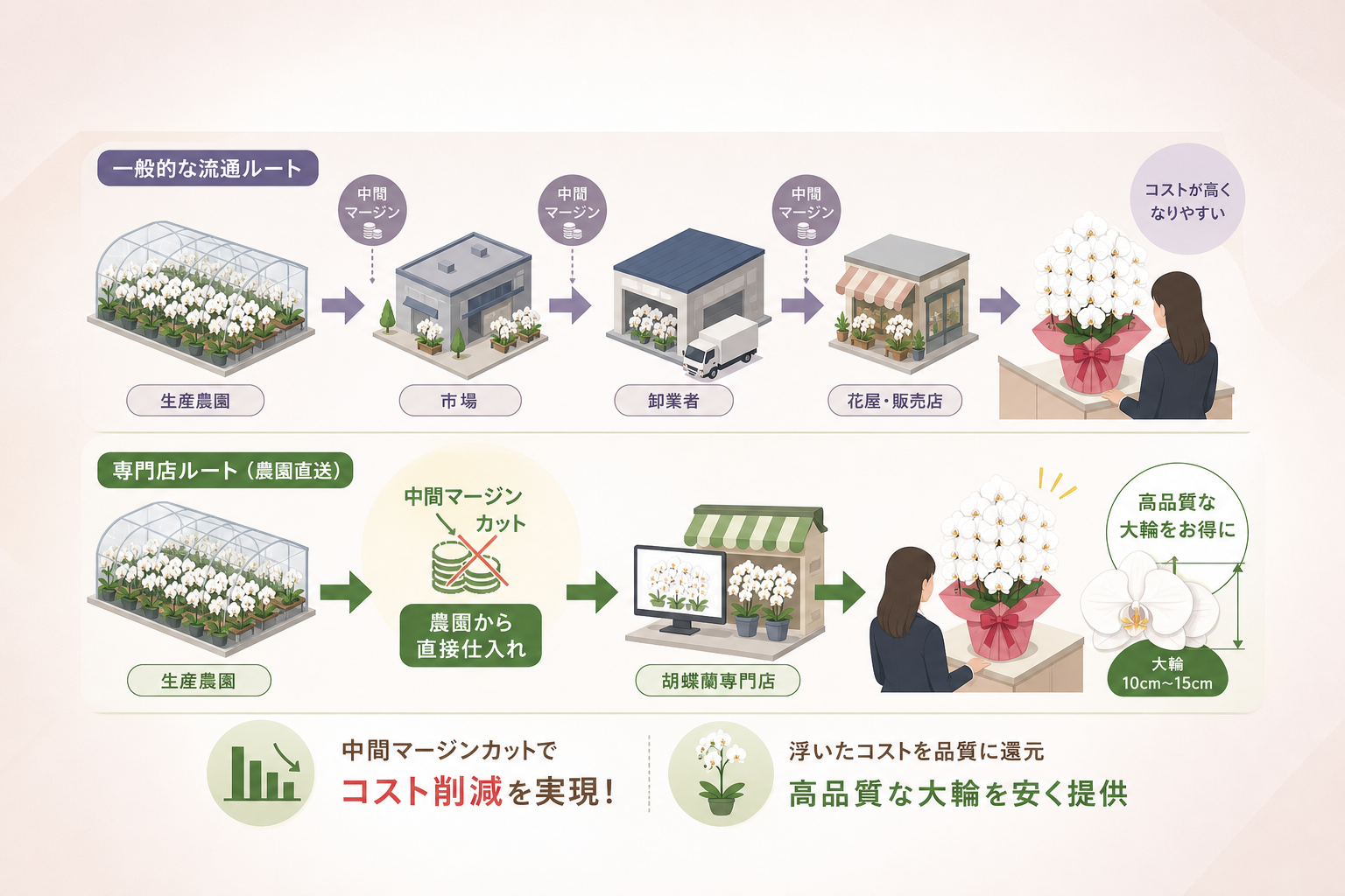 なぜ胡蝶蘭専門店なら高品質な大輪を安く提供できるのか？