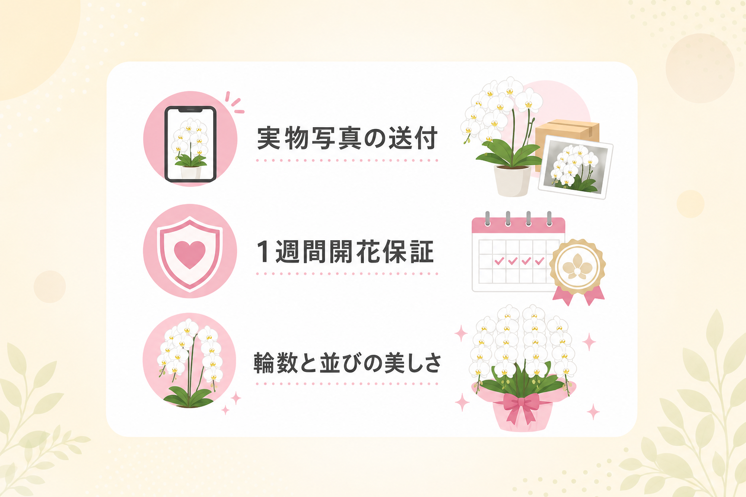 安くても失敗しない鮮度の良い胡蝶蘭をネットで選ぶ基準は何か？
