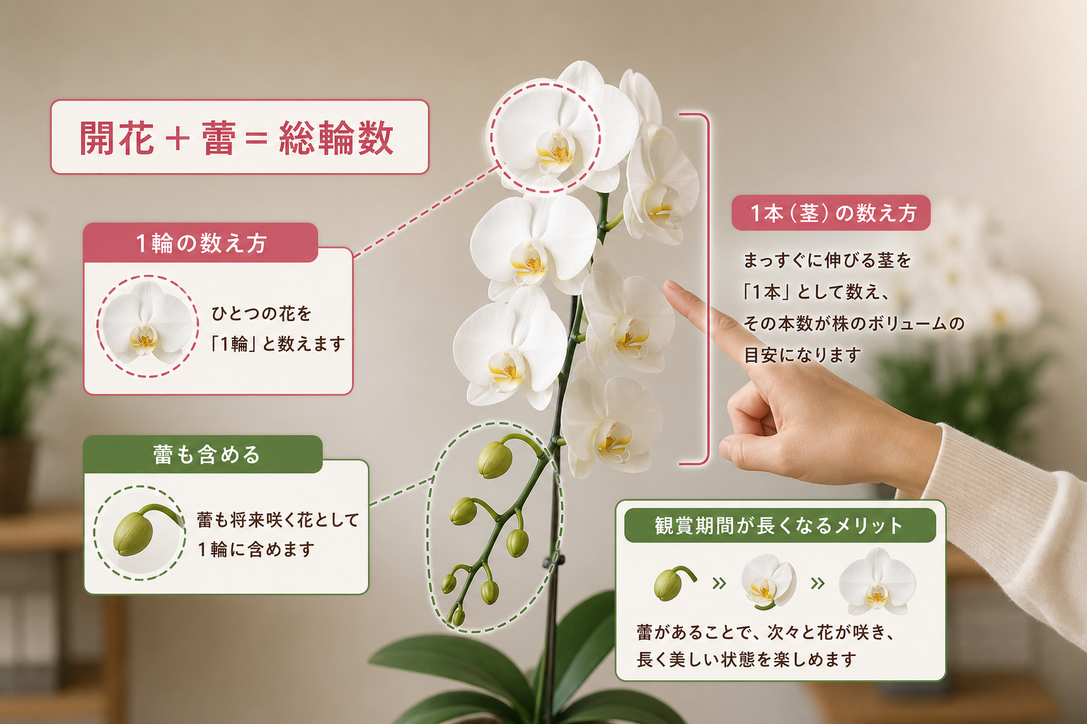 胡蝶蘭の「輪数」の数え方に蕾（つぼみ）は含まれるのか？