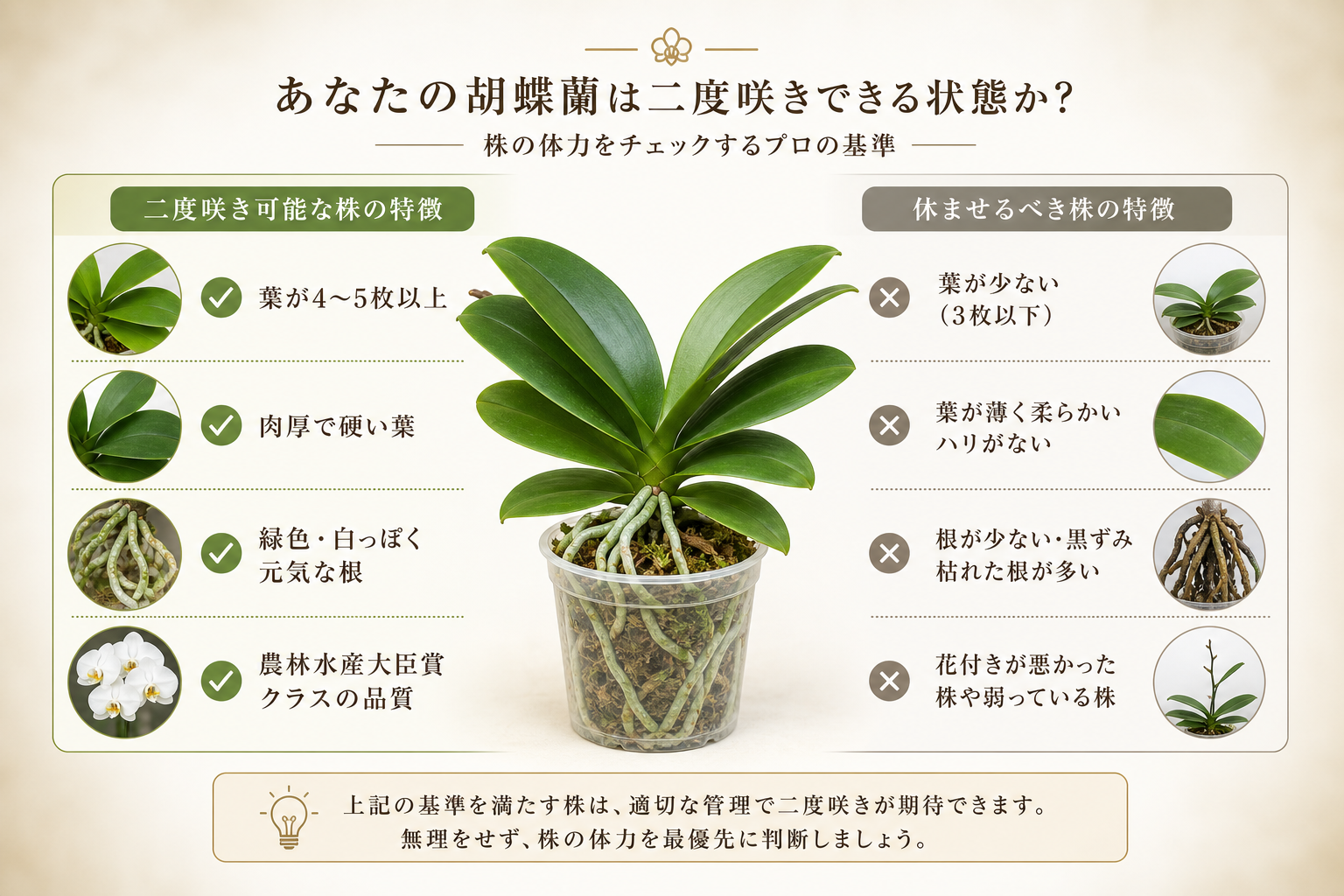 あなたの胡蝶蘭は二度咲きできる状態か？（株の体力をチェックするプロの基準）