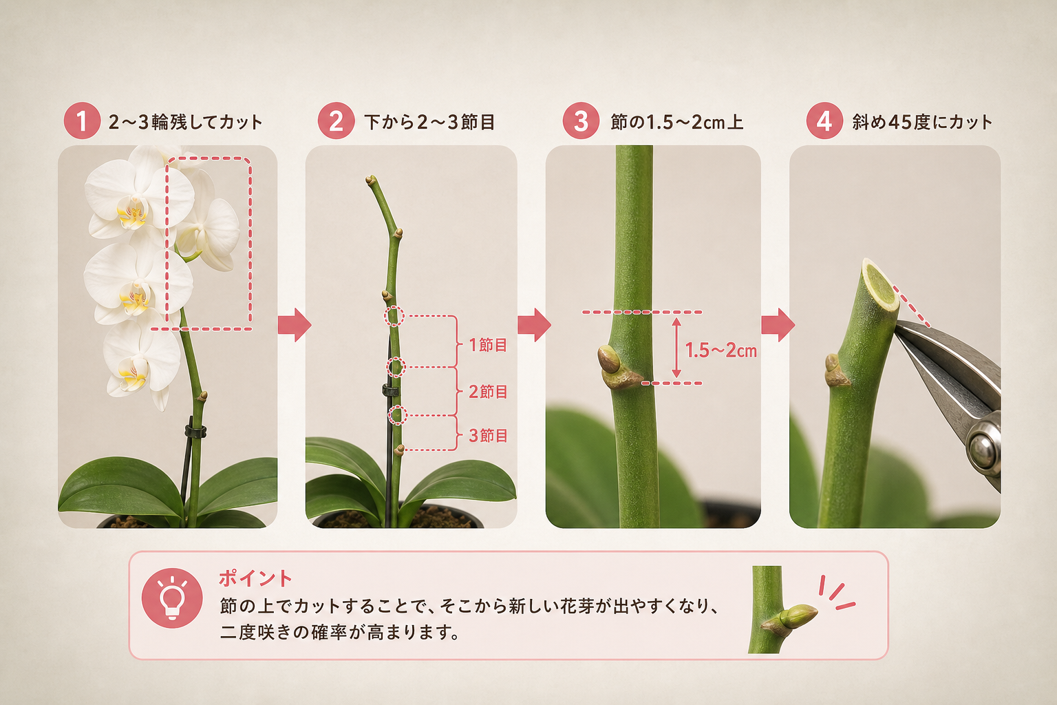 胡蝶蘭の花が終わった後、二度咲きを成功させる切り方とは？（節の位置と具体的な手順）