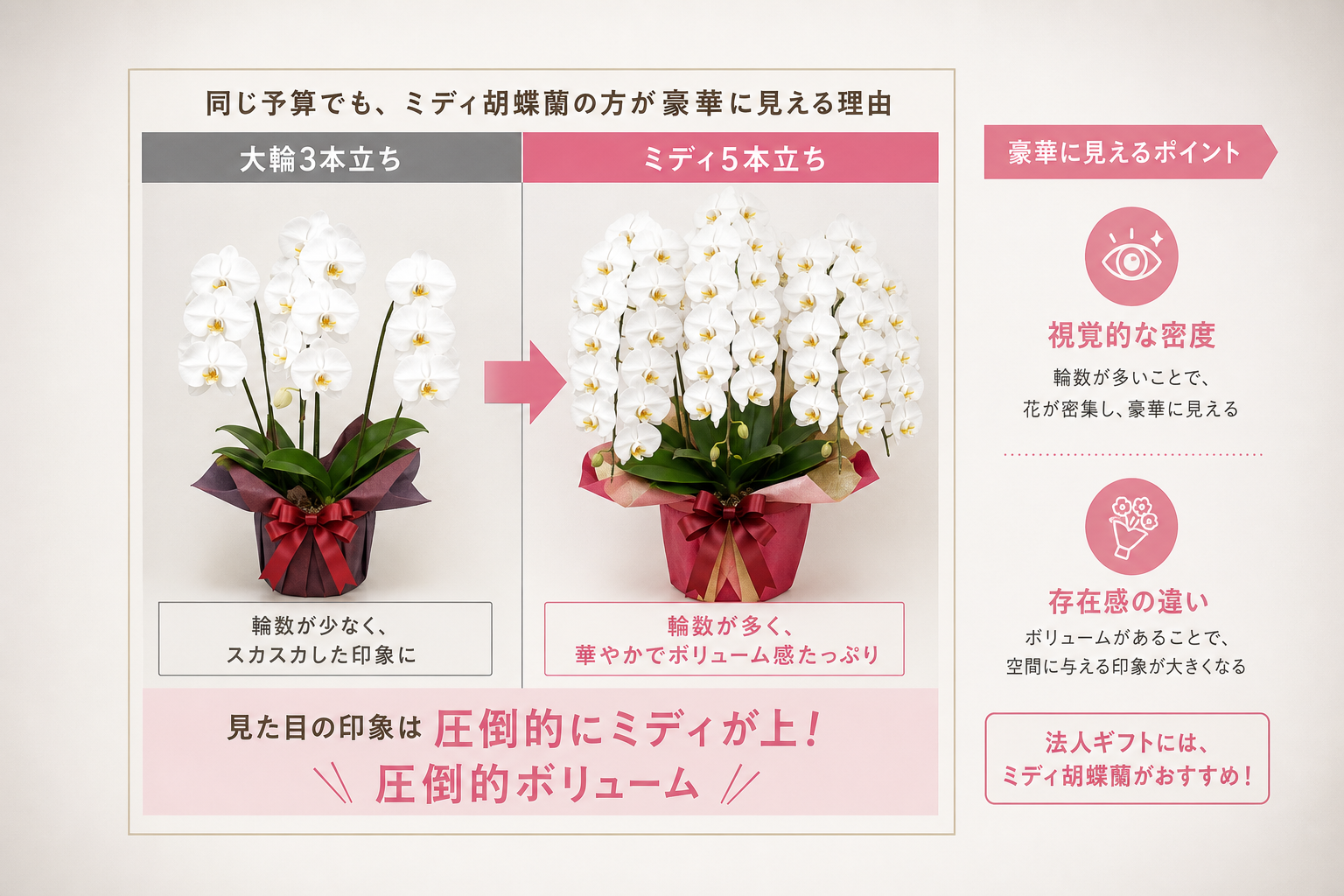 予算1万円台で大輪よりミディ胡蝶蘭の方が豪華に見える理由とは？