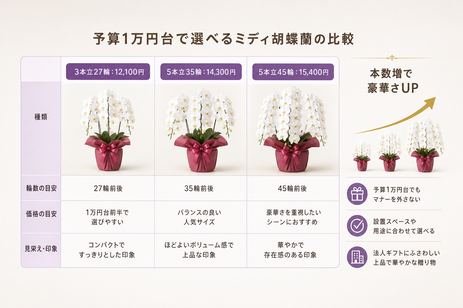 予算1万円台でマナーを外さないミディ胡蝶蘭の輪数と本数は？