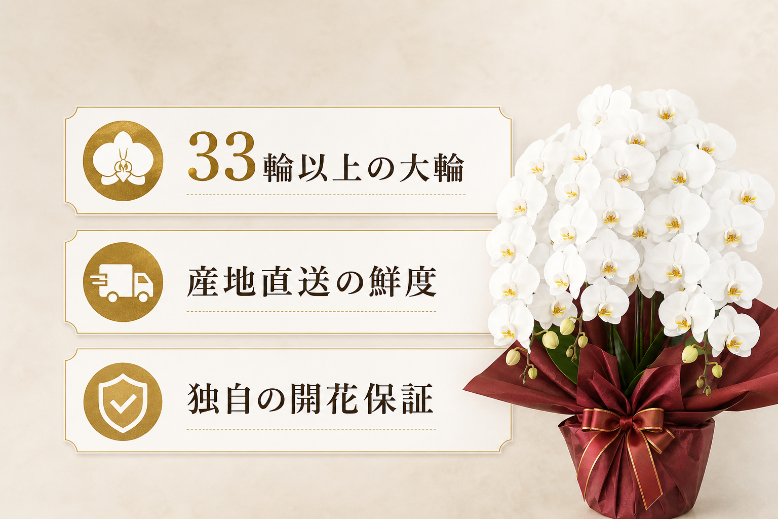 開店祝いに失敗しない高品質な胡蝶蘭を選ぶ3つの基準とは？
