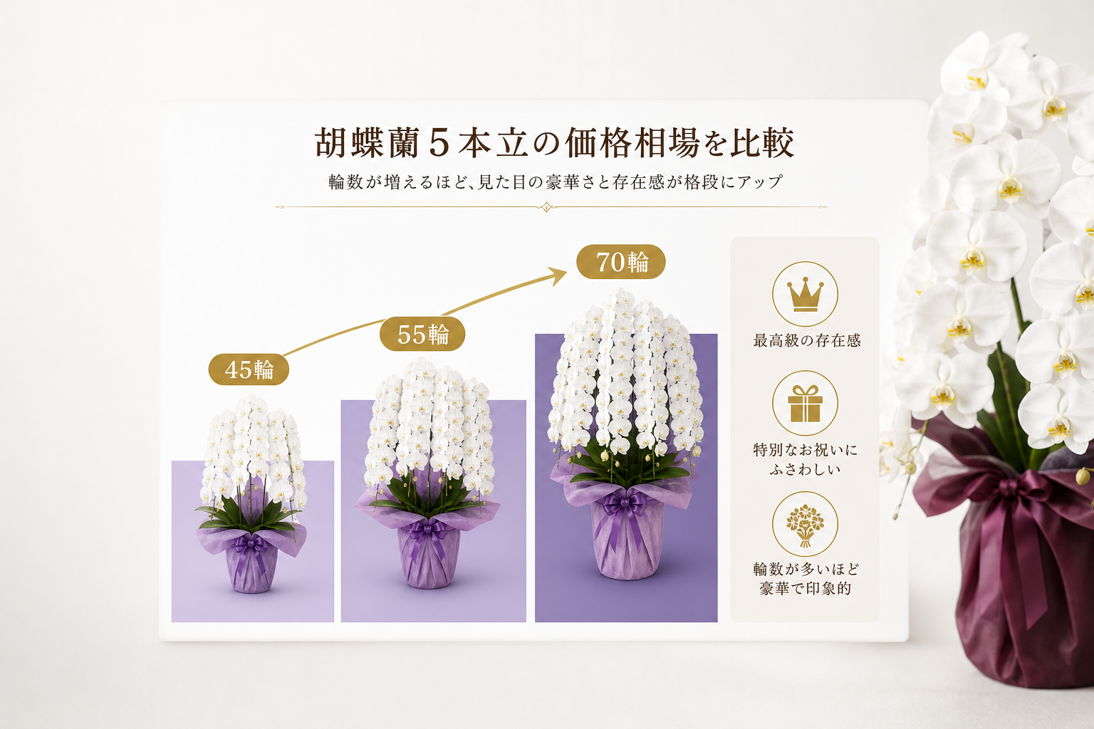 胡蝶蘭5本立の価格相場はいくらか？輪数による違いを徹底比較