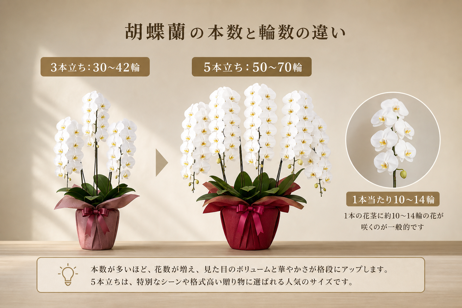 胡蝶蘭5本立ちの輪数は何輪が標準的か？ [比較]