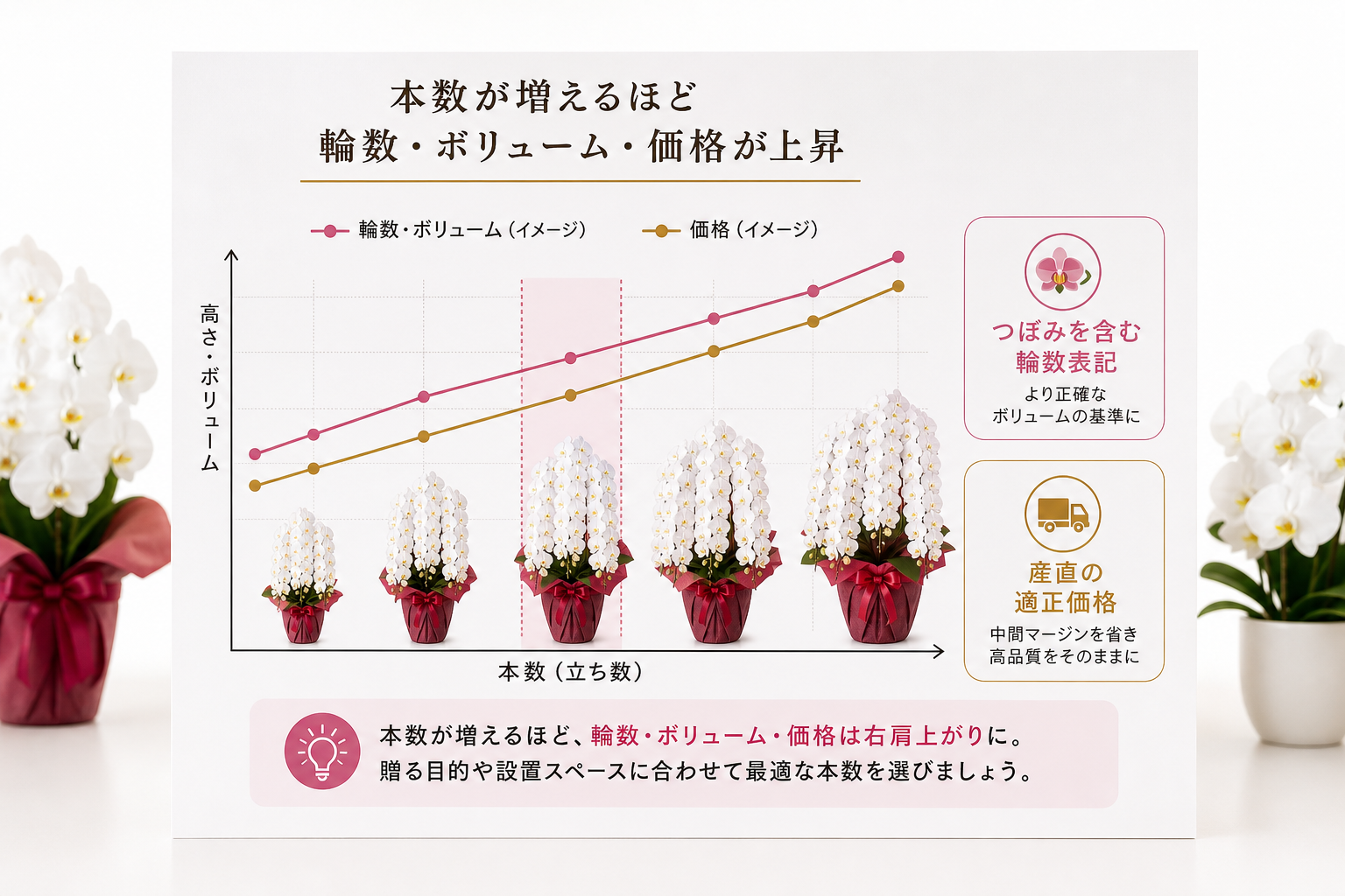 胡蝶蘭7本立ちは何輪が標準？価格相場とあわせて解説 [比較]