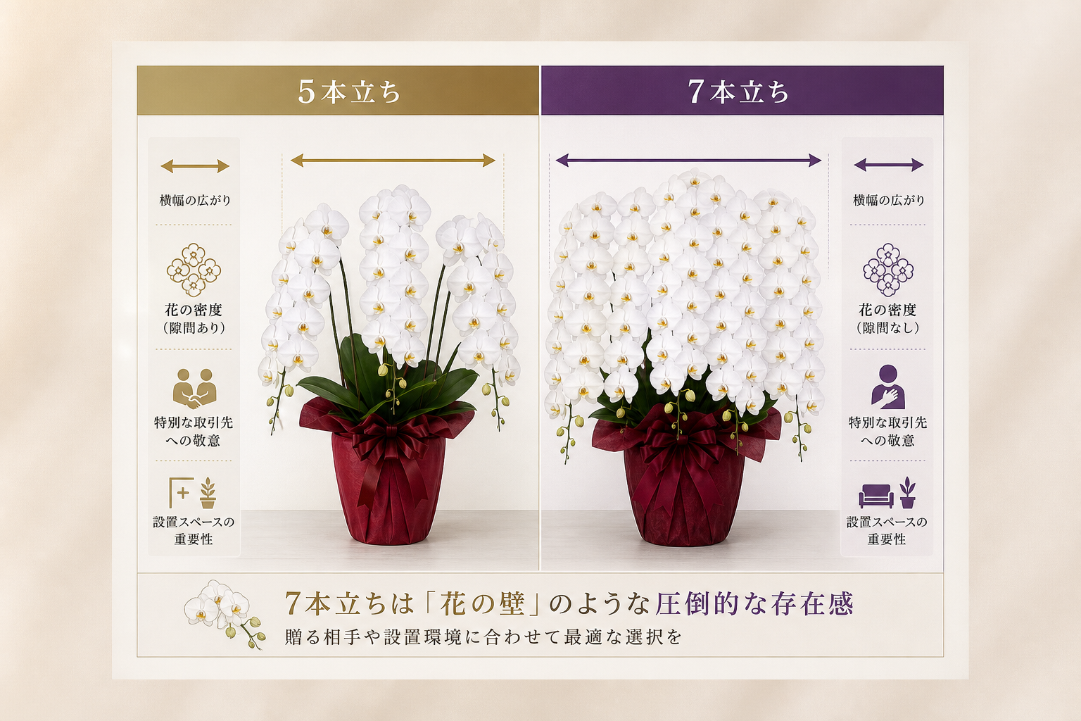 5本立ちと7本立ちの胡蝶蘭では、サイズや見栄えにどのような差があるのか？ [比較/箇条書き]