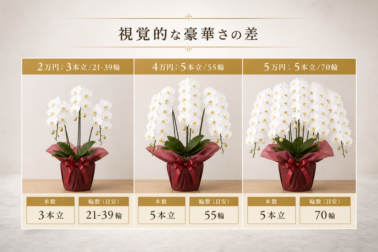 予算2万円から5万円で選べる胡蝶蘭の本数や輪数の違いは？