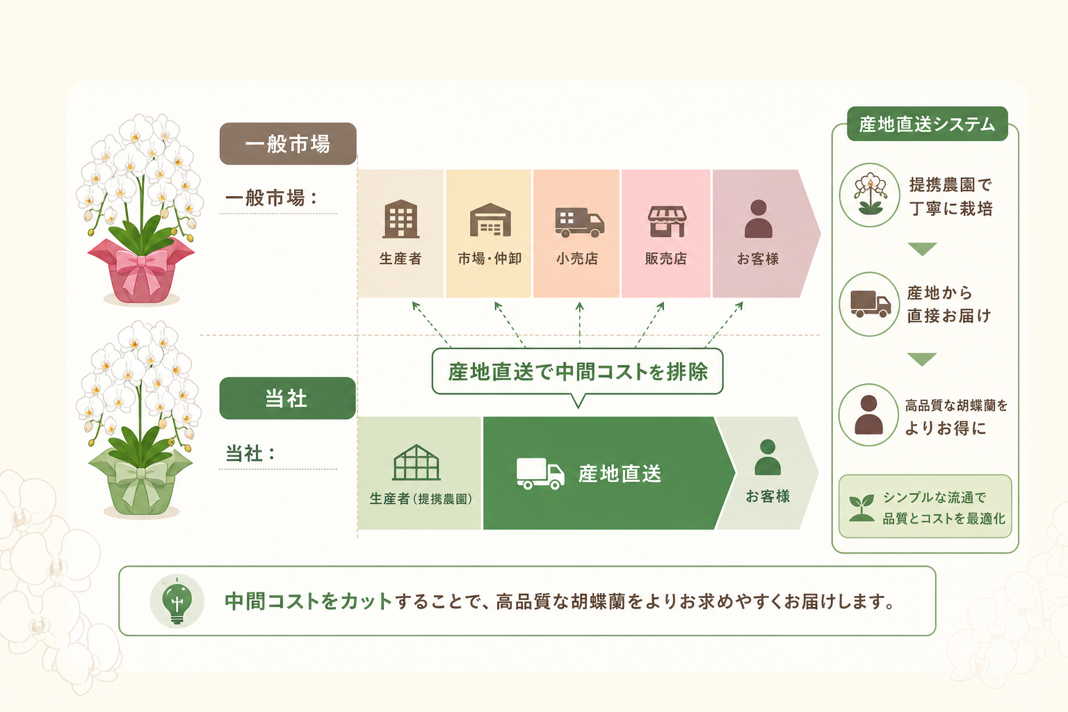 産地直送の胡蝶蘭でコストを23.4%削減できる具体的な理由とは？