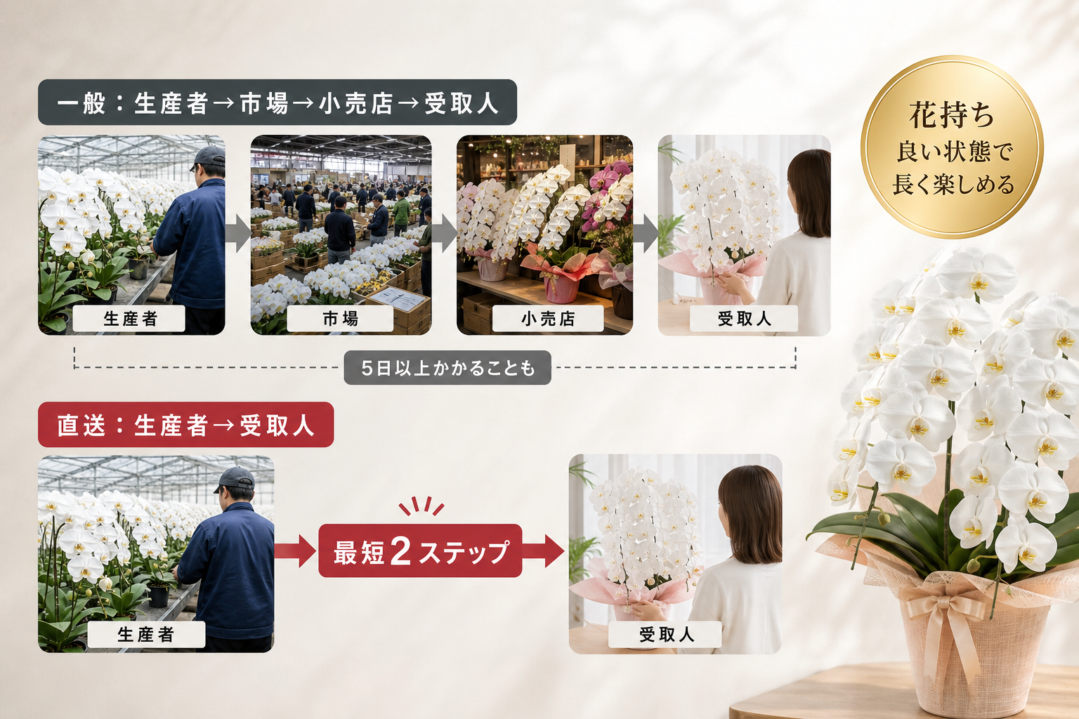 なぜ産地直送の胡蝶蘭は鮮度と価格で圧倒的に有利なのか？