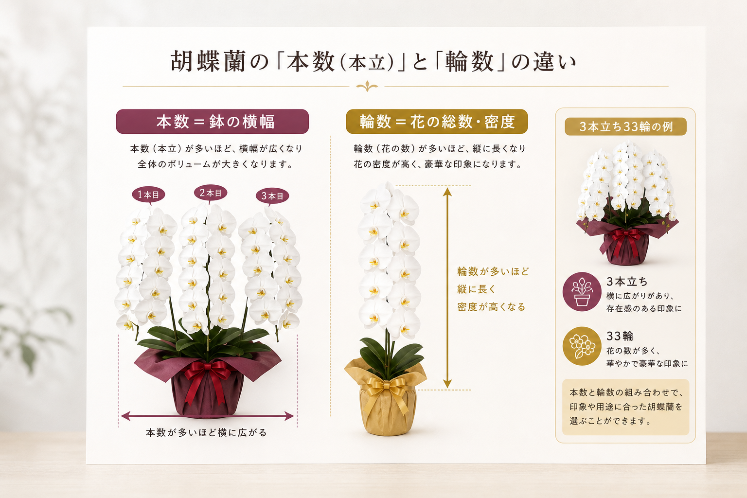 胡蝶蘭の「本数（本立）」と「輪数」の違いは何を意味するのか？