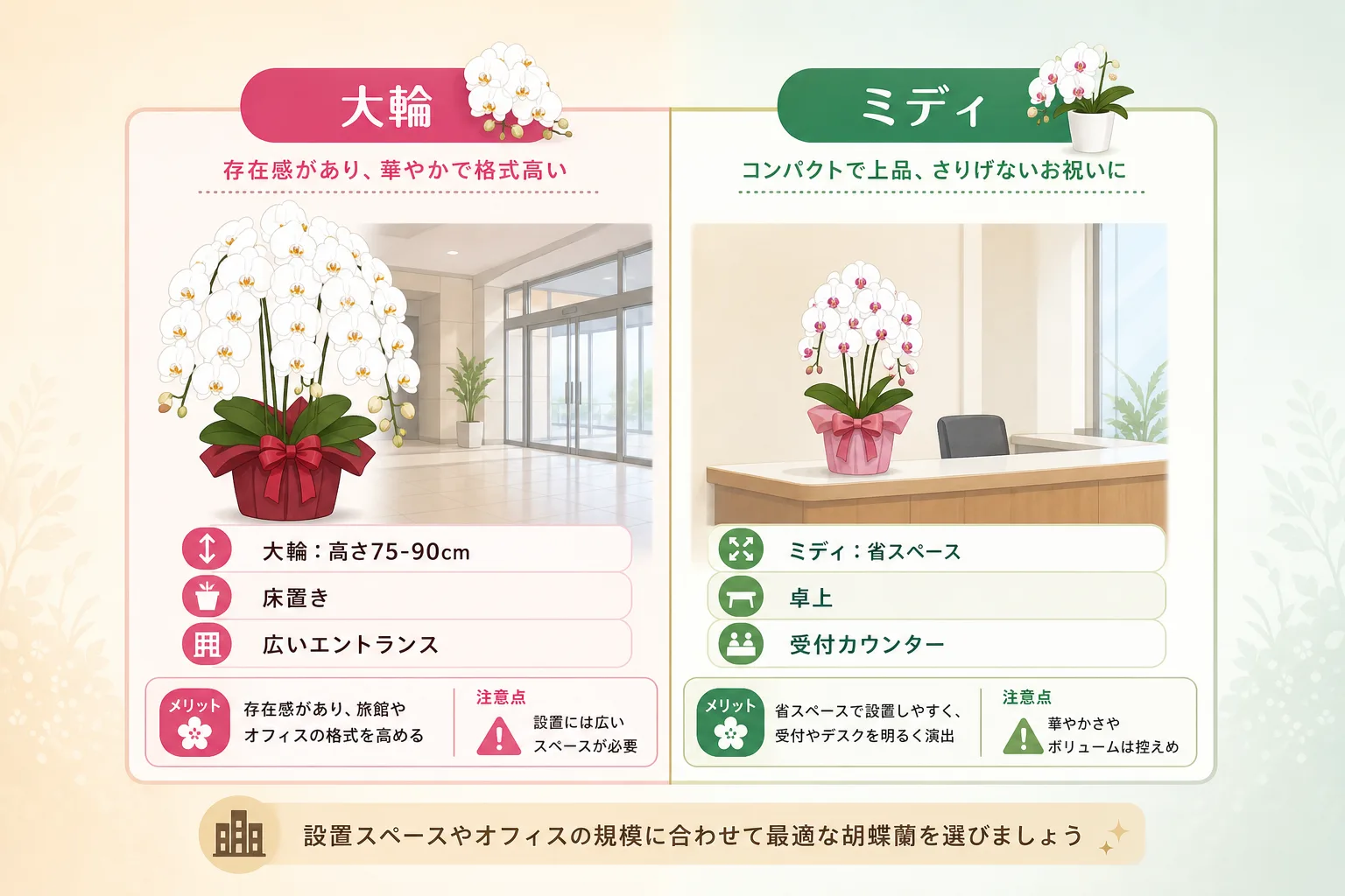 大輪胡蝶蘭とミディ胡蝶蘭のサイズや推奨設置場所の違いを左右で比較した分かりやすい対比表