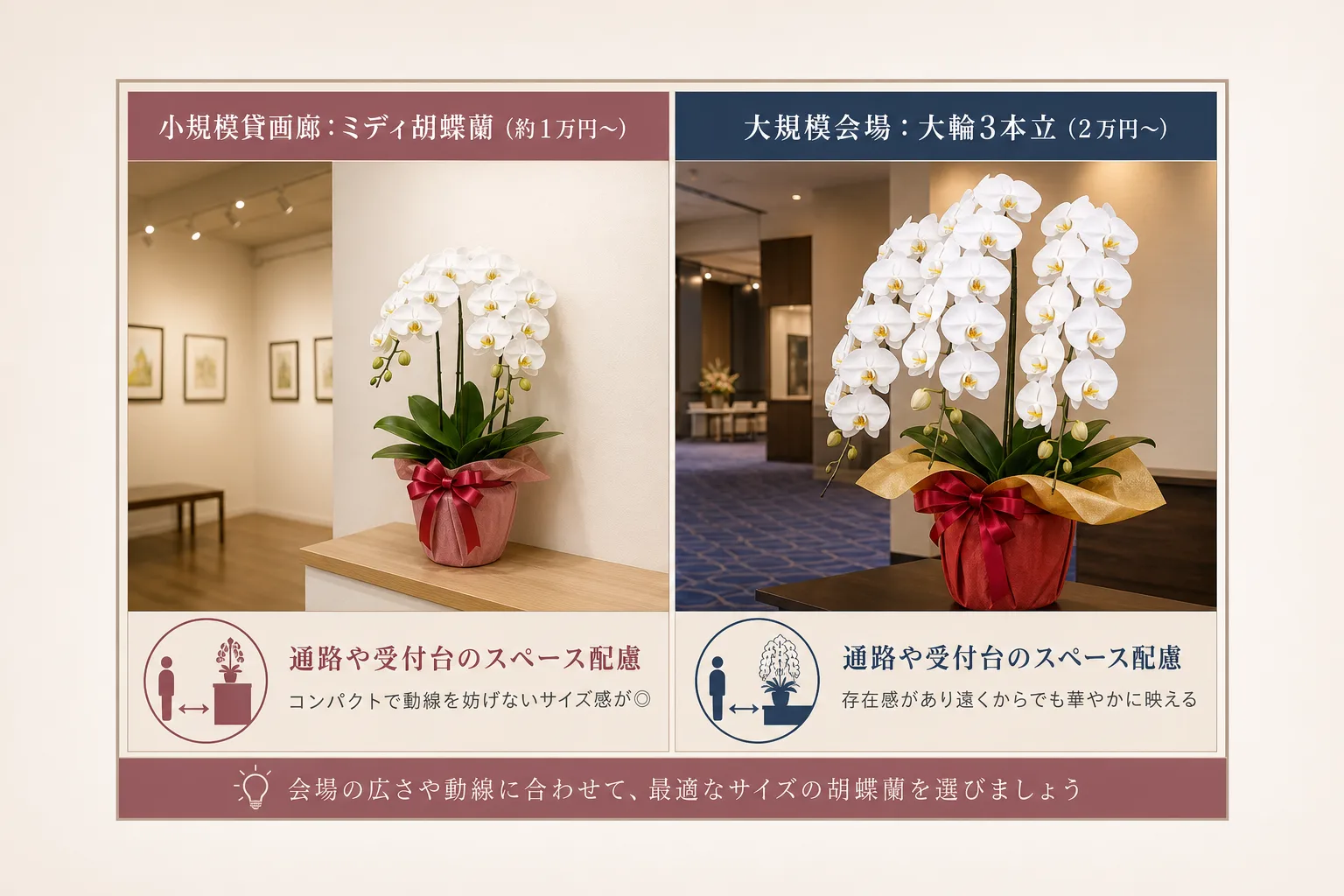 会場規模に応じたミディ胡蝶蘭と大輪胡蝶蘭のサイズや価格相場をまとめた比較表
