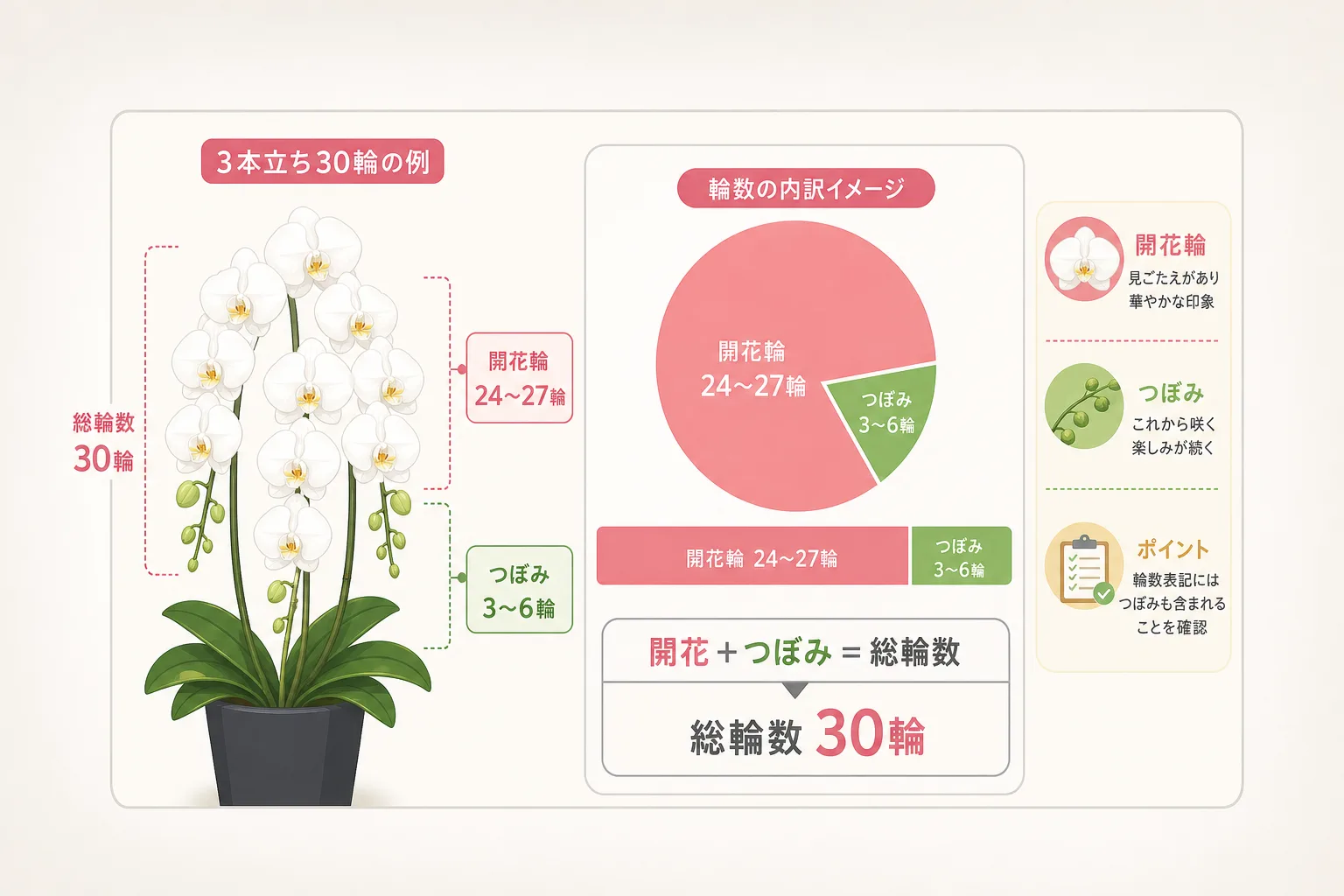 胡蝶蘭の3本立ち30輪の内訳として開花輪とつぼみの目安割合を示したデータ図解