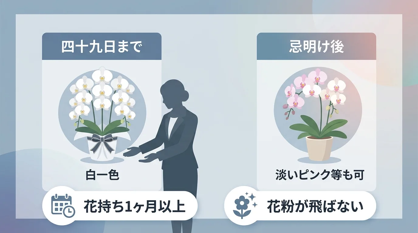 四十九日までの白上がり胡蝶蘭と忌明け後の淡い色の胡蝶蘭の違いを比較したマナー解説イラスト