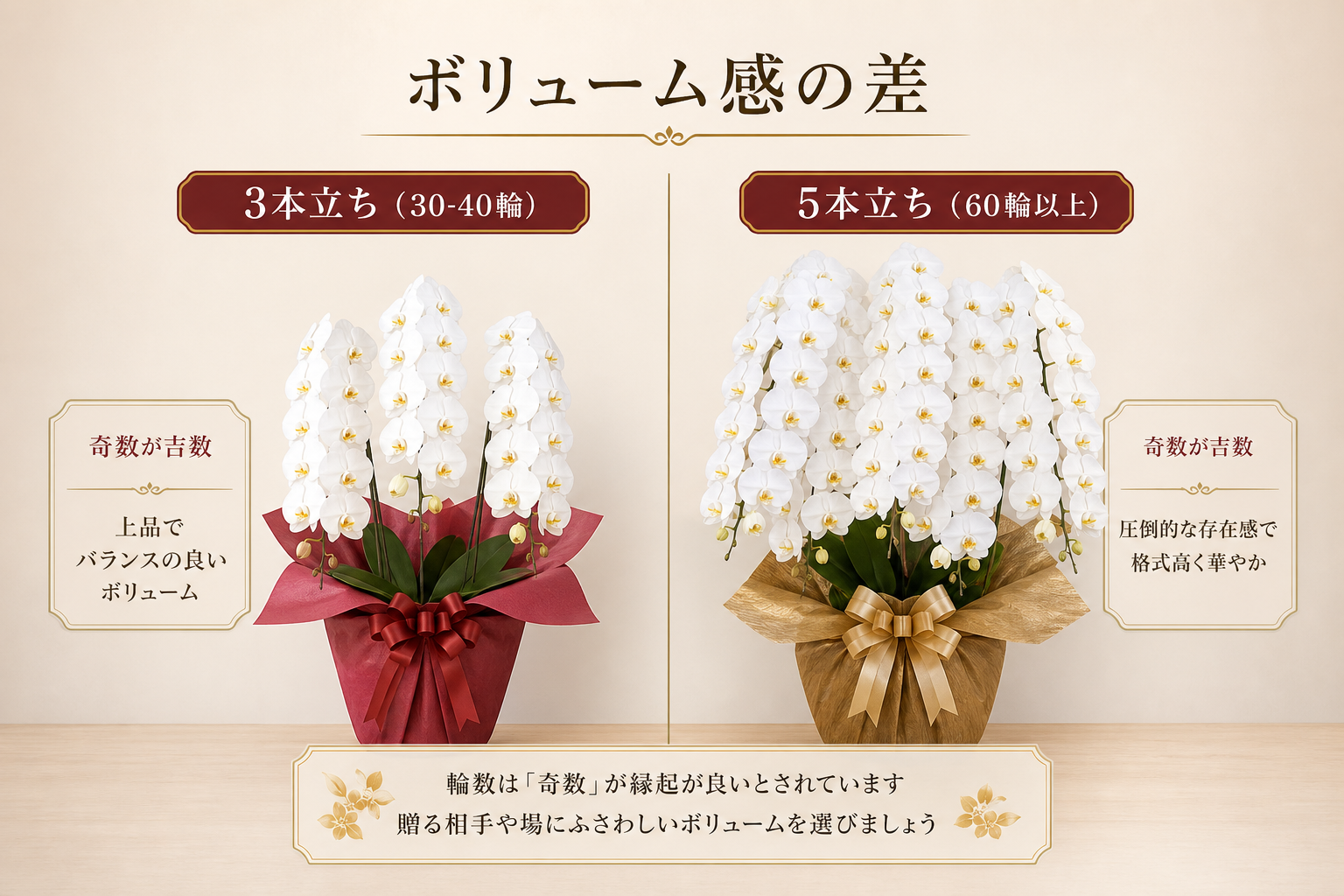 他社と並んでも見劣りしない胡蝶蘭の選び方は？輪数やサイズで品格を保つ基準とは？