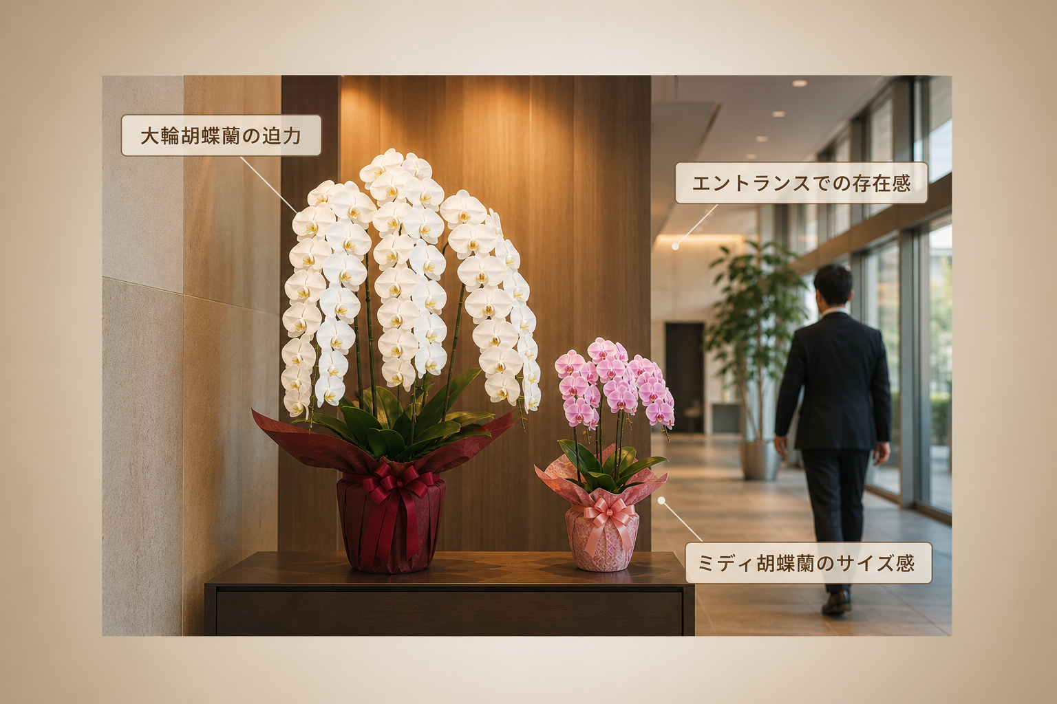 就任祝いにおすすめの胡蝶蘭はどれ？役職別の価格・本数・輪数を徹底比較