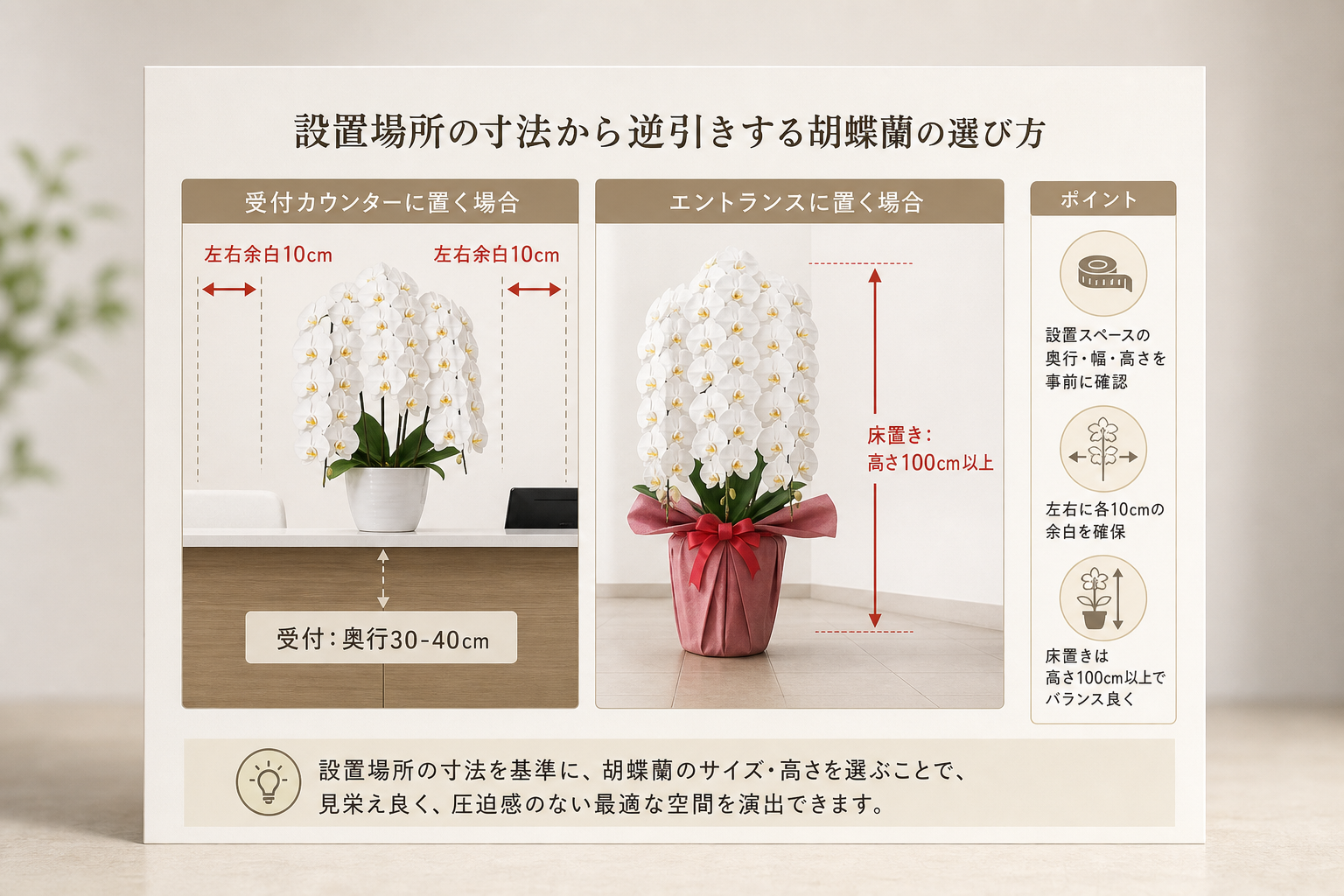 受付や棚の寸法から逆引きする最適な胡蝶蘭の選び方とは？