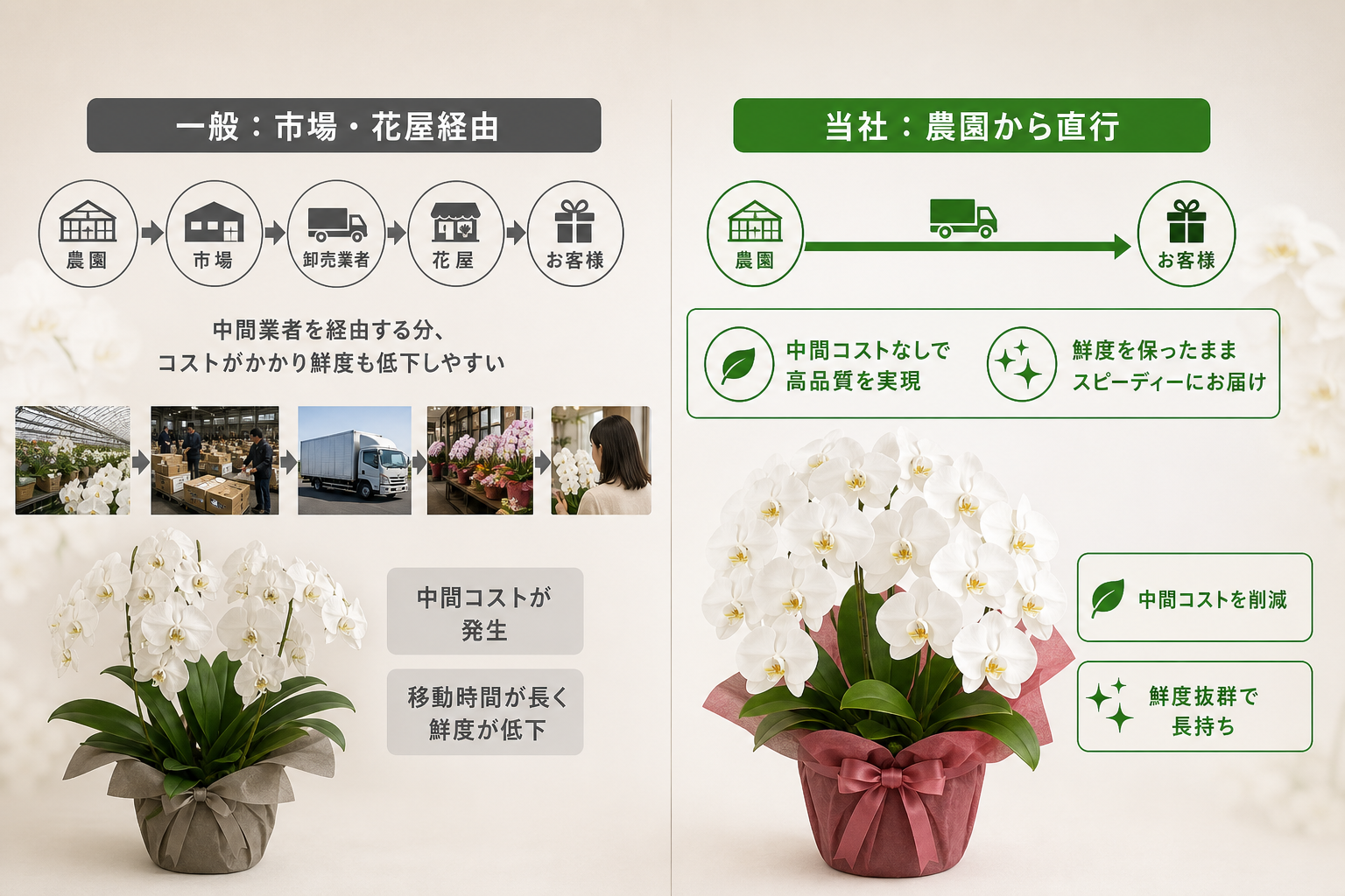 産地直送で胡蝶蘭の費用を23%削減しつつ品質を担保できるか？