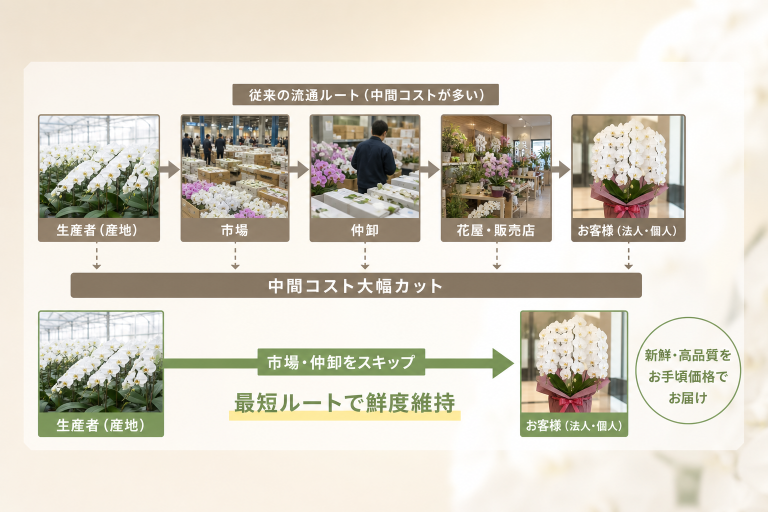 胡蝶蘭が安くても高品質な理由は産地直送の仕組みにあるのか？